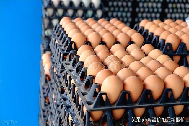 中国禽病网今日鸡蛋价格报价系统山西（中国禽病网今日鸡蛋价格报价系统广东）