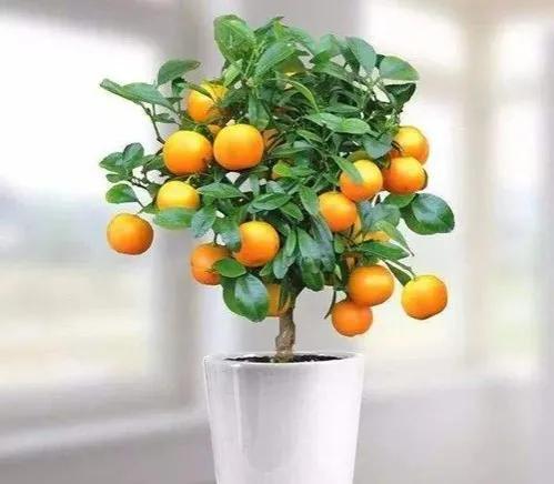 好的种植项目，高效农业种植项目简介？