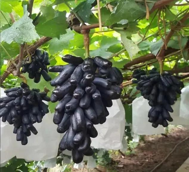 好的种植项目，高效农业种植项目简介？