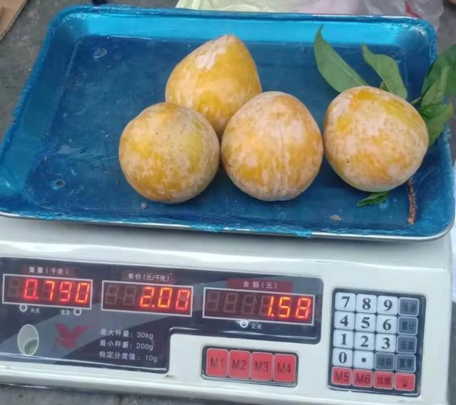 好的种植项目，高效农业种植项目简介？