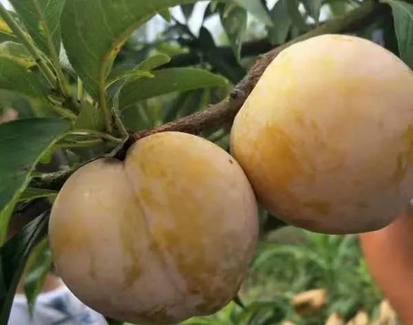 好的种植项目，高效农业种植项目简介？
