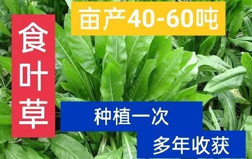 好的种植项目，高效农业种植项目简介？