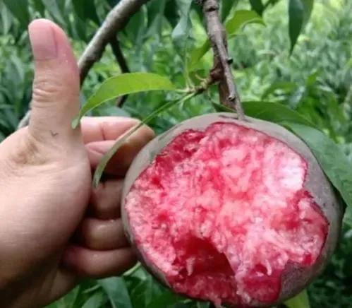好的种植项目，高效农业种植项目简介？