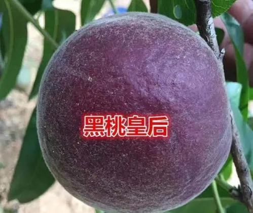 好的种植项目，高效农业种植项目简介？
