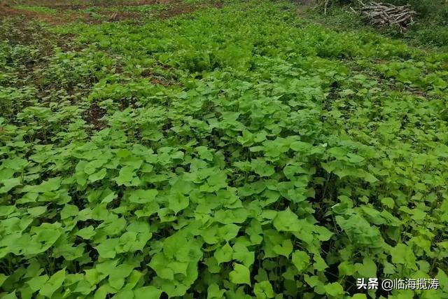 形容艾草的句子简短，喜欢艾草的味道说说