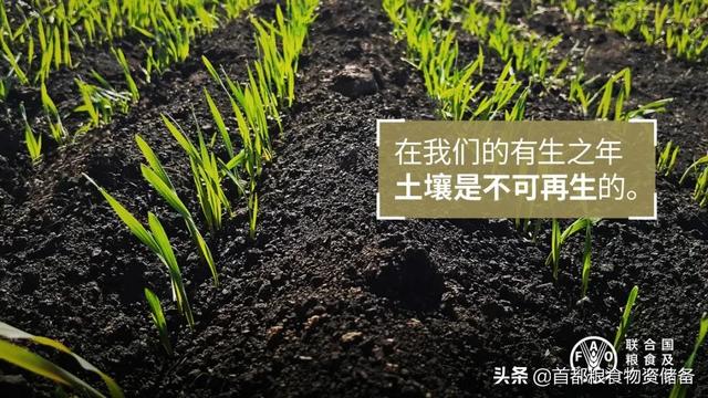 联合国免费项目证书怎么获得，联合国免费项目证书怎么获得的？