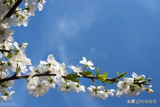 发樱桃的朋友圈的配文_朋友圈晒吃樱桃的句子，樱桃红了发朋友圈的句子？