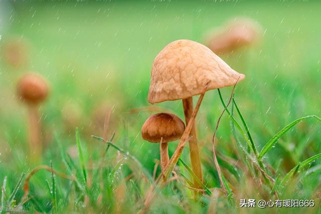 低调晒儿子的赞美话，低调晒儿子的赞美话男子汉？